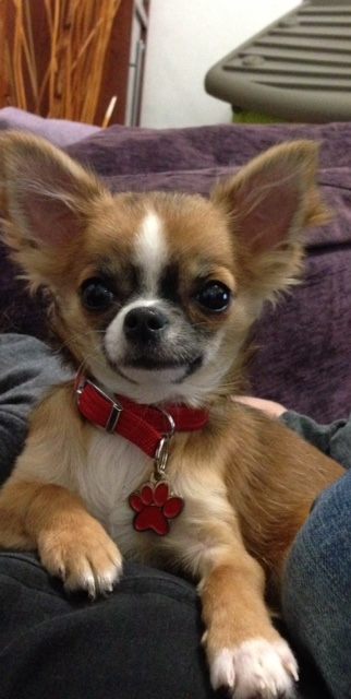 chihuahua cloe.jpg
